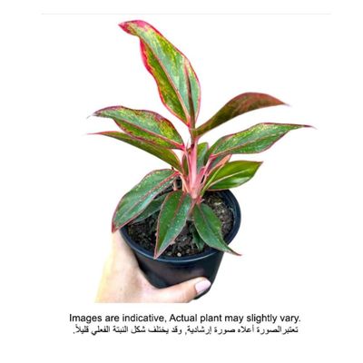 Brook Floras | Aglaonema Red 30-40 CM - Fresh Indoor Plants