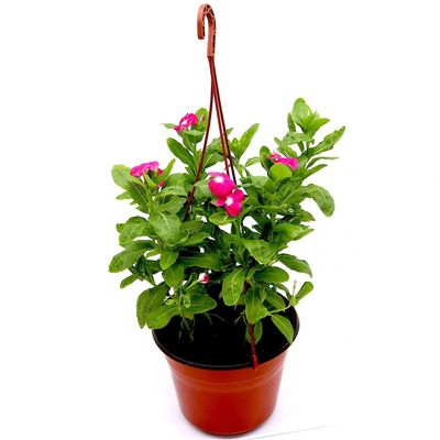 Brook Floras | Vinca's in Hanging pot 10-15 CM - Fresh Outdoor Plants