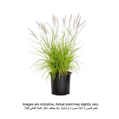 Brook Floras | Pennisetum-red 40-50 CM - Fresh outdoor Plants