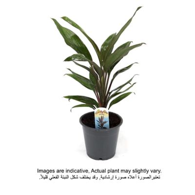 Brook Floras | Cordyline Rumba 30-40 CM - Fresh Indoor Plants