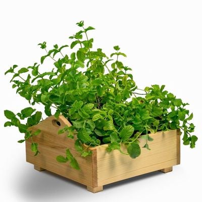 Sunshine wooden planterbox - 1 foot x 1 foot x 12 cm, grow herbs on kitchen platform, Decorative Planters for Home, Garden and Office