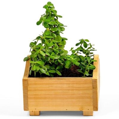 Treasure wooden planterbox -  22 cm x 22 cm x 12 cm, grow herbs on kitchen platform, Decorative Planters for Home, Garden and Office