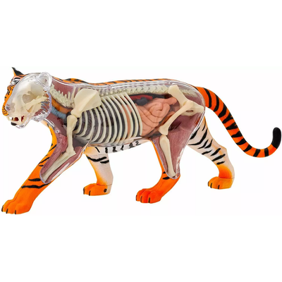 Thames & Kosmos Tiger: Tiger Anatomy Model to Explore the Inner Workings of a Tiger, STEM Learning Kit