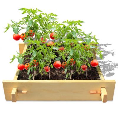 Explorer Gardenbed - 3 feet x 3 feet x 23 cm, Wooden planter bed for home gardening, starter kit to grow flowers, herbs, vegetables, root veggies.