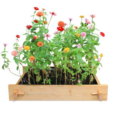 Explorer Greencorner Gardenbed - 3 feet x 2 feet x 23 cm, Wooden planter bed for home gardening, starter kit to grow flowers, herbs, vegetables, root veggies.