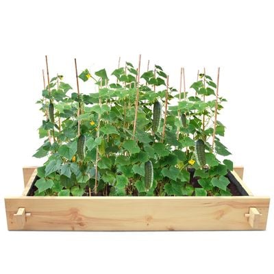 Parkpatch Greencorner Gardenbed - 6 feet x 2 feet x 23 cm, Wooden planter bed for home gardening, starter kit to grow flowers, herbs, vegetables, root veggies.