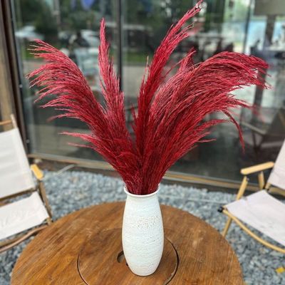 Blush Preserved Dry Pampa Grass Stem Red Color Length 150cm