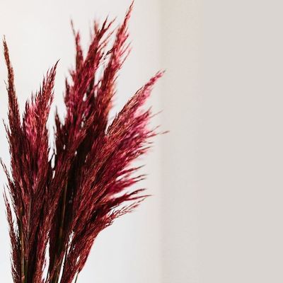 Blush Preserved Dry Pampa Grass Stem Red Color Length 150cm