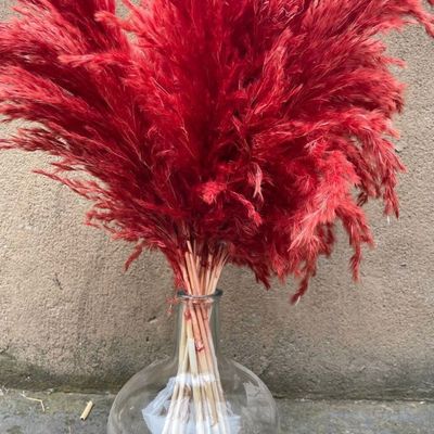 Blush Preserved Dry Pampa Grass Stem Red Color Length 150cm