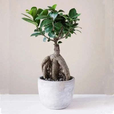 Ficus Bonsai Plant in Pot Ficus Bonsai Plant in Pot