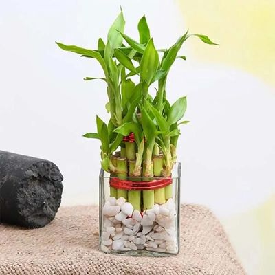 2 Layer Lucky Bamboo in Square Vase 2 Layer Lucky Bamboo in Square Vase