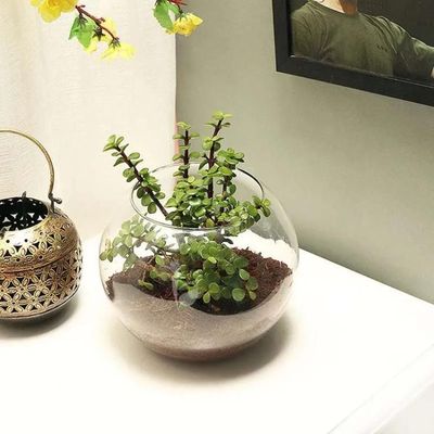 Jade Plant in Fish Bowl Jade Plant in Fish Bowl