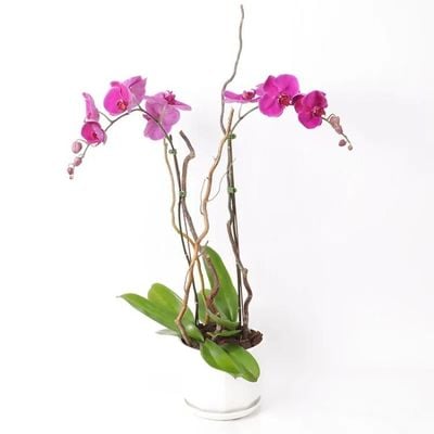 Double Stem Purple Orchid Plant in White Pot