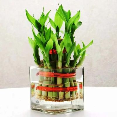 2 Layer Lucky Bamboo in Glass Vase 2 Layer Lucky Bamboo in Glass Vase