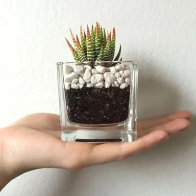 Haworthia Plant in Square Glass Vase Haworthia Plant in Square Glass Vase