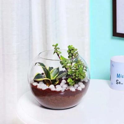 Mini Sansevieria and Jade Plant in Fish Bowl Mini Sansevieria and Jade Plant in Fish Bowl