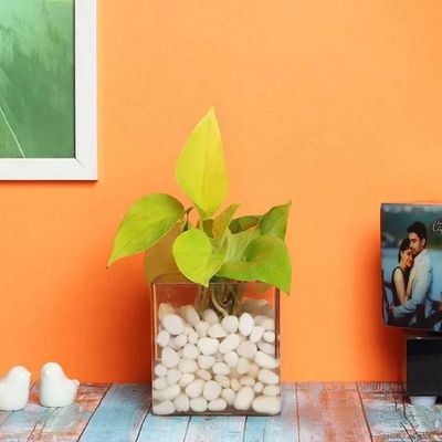 Money Plant in Clear Vase Money Plant in Clear Vase