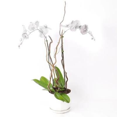 Double Stem White Orchid Plant in White Pot