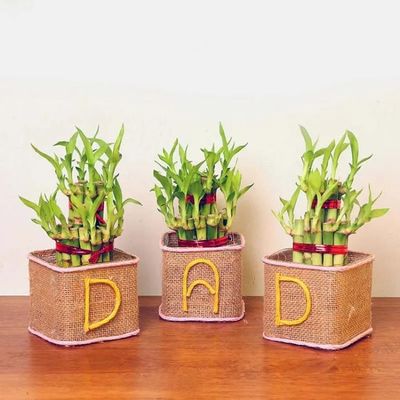 2 Layer Lucky Bamboo for Dad 2 Layer Lucky Bamboo for Dad