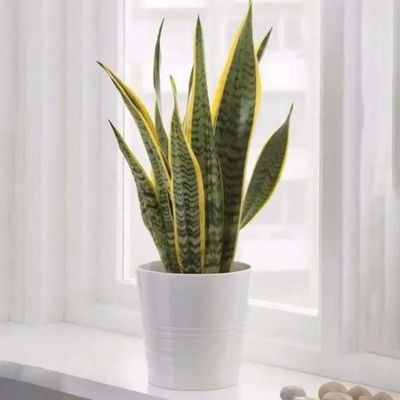 Sansevieria in White Pot Sansevieria in White Pot