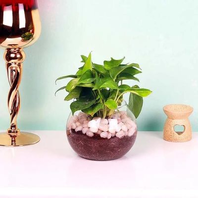 Money Plant in Fish Bowl and White Stones Money Plant in Fish Bowl and White Stones