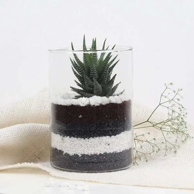 Haworthia Plant in Cylinder Vase Haworthia Plant in Cylinder Vase