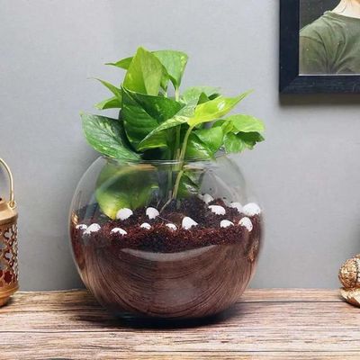 Money Plant in Fish Bowl Money Plant in Fish Bowl