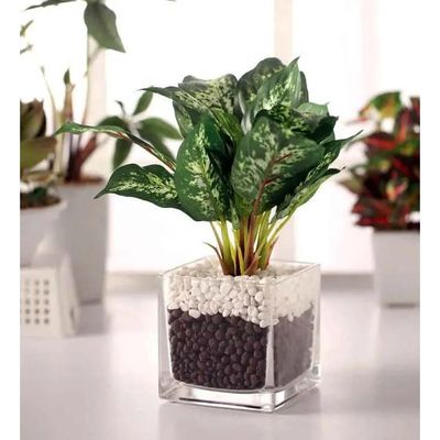 Dieffenbachia Plant in Square Vase