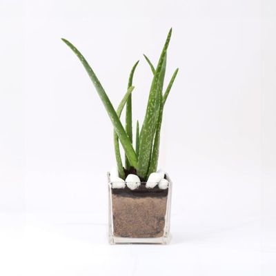 Aloe Vera Plant in Glass Vase Aloe Vera Plant in Glass Vase