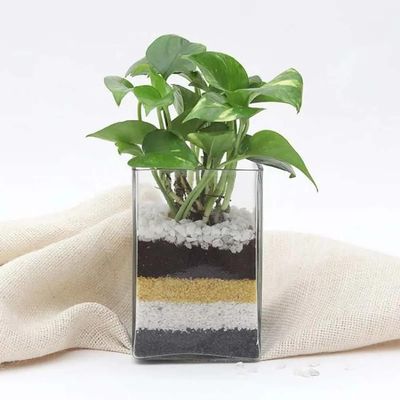 Money Plant in Vase Money Plant in Vase