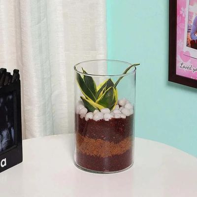 Mini Sansevieria in Cylinder Vase Mini Sansevieria in Cylinder Vase