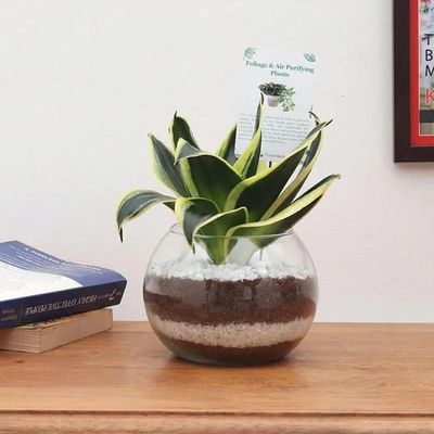 Sansevieria in Fish Bowl Sansevieria in Fish Bowl