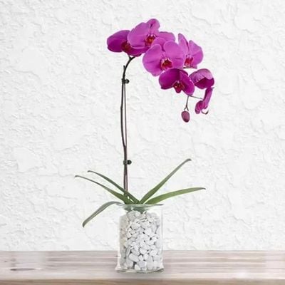 Purple Orchid Plant in Vase Purple Orchid Plant in Vase