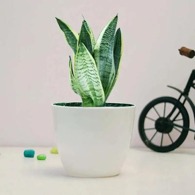 Sansevieria Plant in White Pot Sansevieria Plant in White Pot