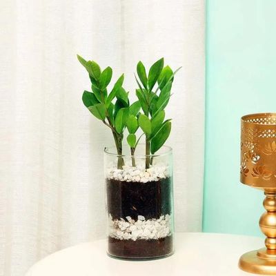 Zamia Plant in Cylinder Vase Zamia Plant in Cylinder Vase