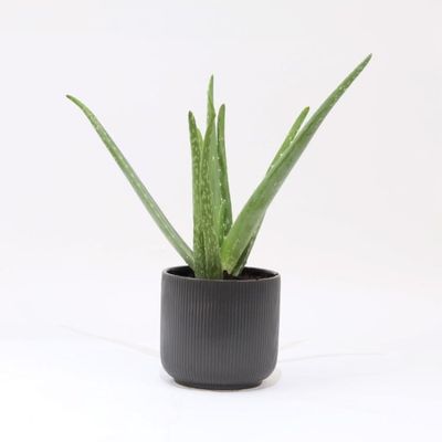 Aloe Vera Plant in Black Pot Aloe Vera Plant in Black Pot