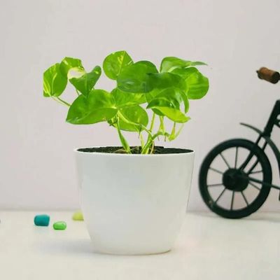Money Plant in White Pot Money Plant in White Pot
