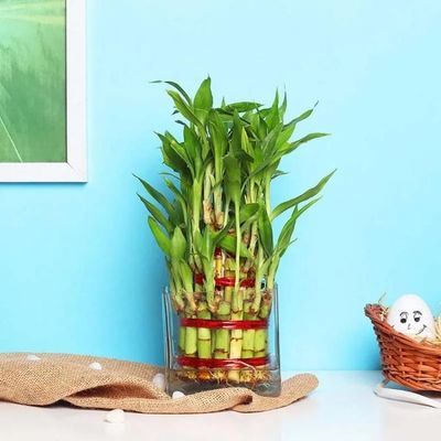 3 Layer Lucky Bamboo Plant in Square Vase 3 Layer Lucky Bamboo Plant in Square Vase