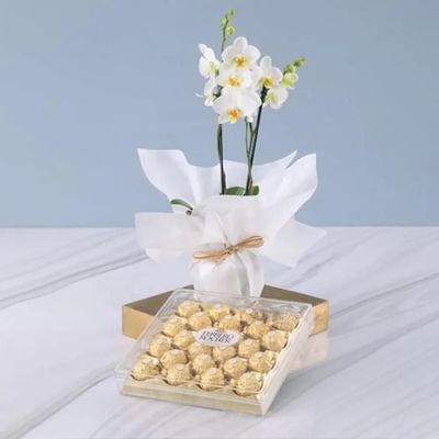2 Stem White Orchid Plant and Ferrero Rocher 24pcs