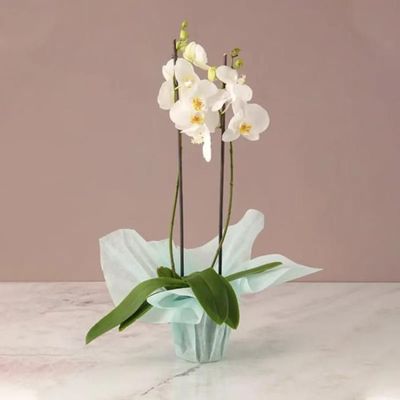 2 Stem White Orchid Plant with Green Wrapping