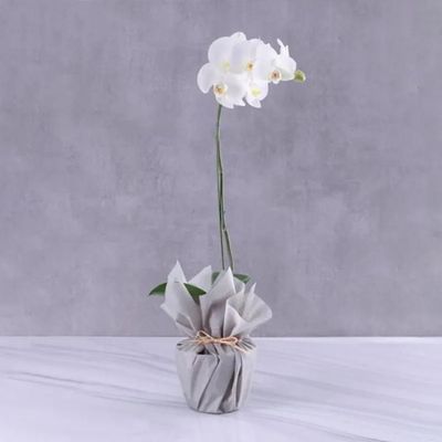 White Orchid Plant in Grey Wrapping