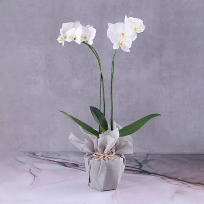 2 Stem White Orchid Plant in Grey Wrapping