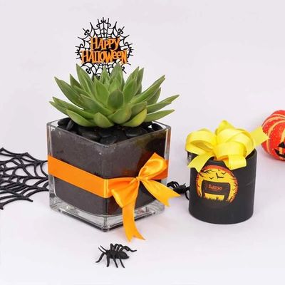 Halloween Echeveria Plant and Sweecho Chocolate Box