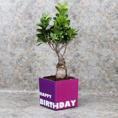 Birthday Bonsai Plant Birthday Bonsai Plant