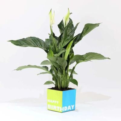 Flower Bouquet & Boxes