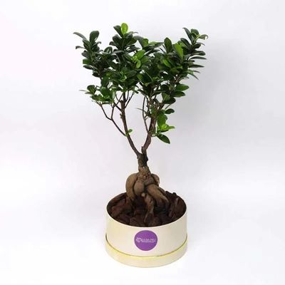 For My Fellow Bonsai Plant in Box