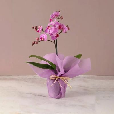 Mini Purple Orchid Plant in Pink Wrapping