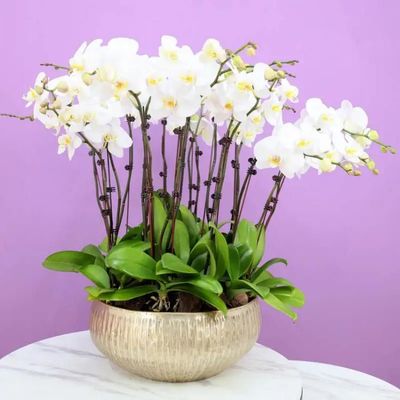 Golden Orchid Elegance Golden Orchid Elegance