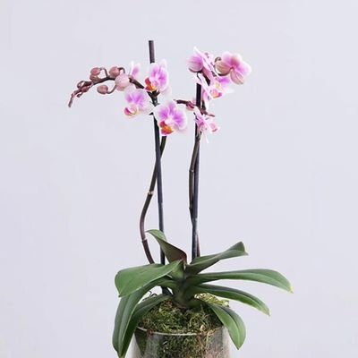 2 Stem Purple Mini Orchid Plant in Cylinder Vase
