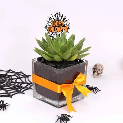 Halloween Echeveria Plant Halloween Echeveria Plant